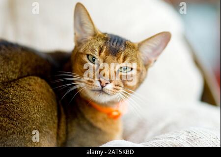 Abessinierkatze blickt ruhig auf die Kamera. Nahaufnahme Hochformat Stockfoto