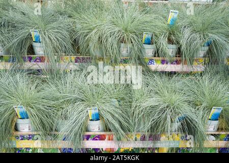 Eine Anzeige von niedrig wachsenden Ziergräsern Festuca glauca Intense Blue zum Verkauf in einem englischen Gartencenter Stockfoto