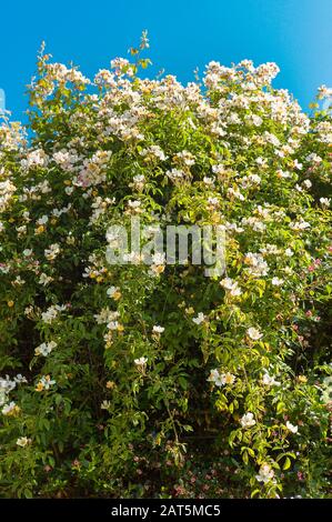 Ein hochkräftiger Rambler Rose Rosa Wedding Day zeigt seine cremigen weißen Rosenstäube im Juni in einem englischen Garten Stockfoto