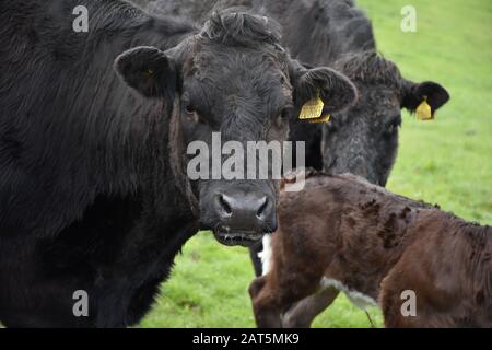 Sehr süße schwarze Kuh auf einem Feld mit anderen Kühen und Kälbern. Stockfoto