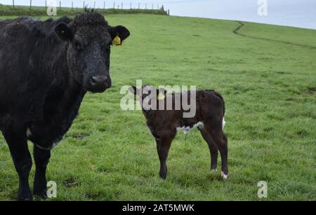 Süßes neugeborenes Kalb, das mit seiner Mutter auf einem Feld steht. Stockfoto