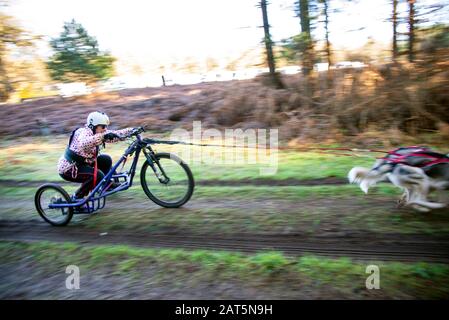 Ein weiblicher Jockey hält sich fest, als ihre Husky-Hunde sie auf einer Strecke in den Wald ziehen. Das Rennen wird in Thetford Forest in Suffolk ausgetragen. Stockfoto