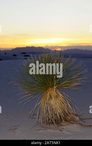 White Sands Sunset Yucca Plant während der goldenen Stunde. Stockfoto