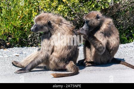 Paviane, die am Straßenrand im Cape Point Nature Reserve Teil des Table Mountain National Park, Südafrika, vorstehen Stockfoto