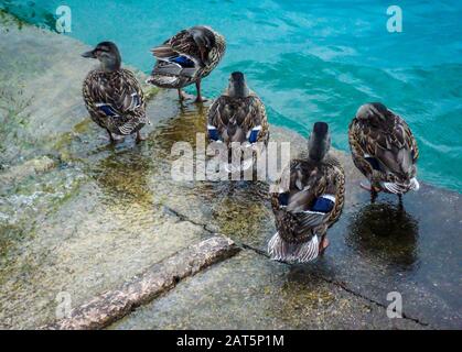 Herde weiblicher Enten, die am Rande des türkisfarbenen Wassers des gardasee, Italien, stehen. Tageslichtschuss von fünf Vögeln auf Pier. Stockfoto