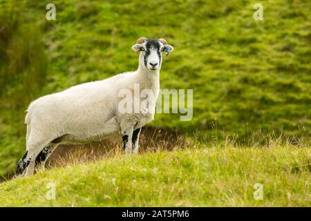 Swaledale Ewe oder weibliche Schafe. Stand in naturbelassener rauer Moorlandschaft. Nach rechts. Swaledale Sheep sind eine in North Yorkshire heimische Rasse. Horizontal. Stockfoto