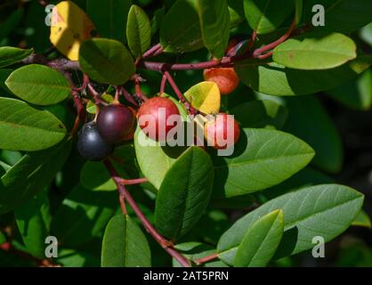 Kaffeebeeren reifen im September im Marina Dunes State Park, MarinaCalifornia Stockfoto