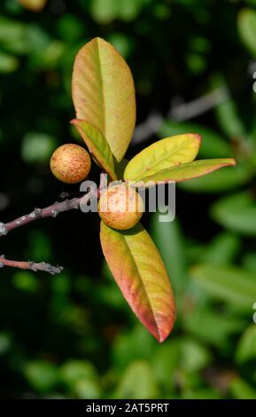 Kaffeebeeren reifen im September im Marina Dunes State Park in Kalifornien Stockfoto