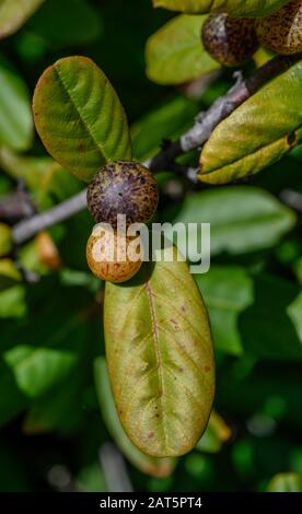 Kaffeebeeren reifen im September im Marina Dunes State Park, Marina California Stockfoto