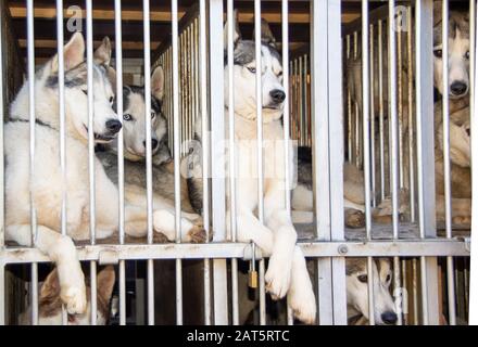 Huskies entspannen sich nach dem Rennen in Thetford Forest im Käfig. Sie sind bequem und freundlich miteinander, während sie sich im hinteren Teil eines Wagens ausruhen. Stockfoto