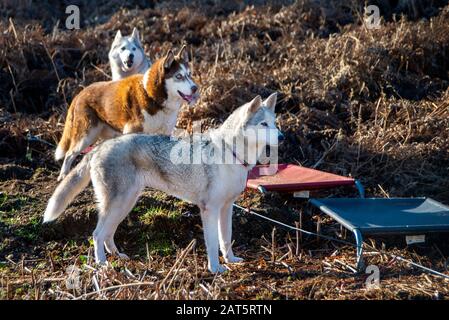 Drei sibirische Husky-Hunde stehen im Sonnenlicht, bevor sie im Wald in der Nähe von Thetford, Suffolk Rennen. Die Zugschlitten mit Rädern auf Waldbahnen. Zwei Betten für Hunde liegen in der Nähe. Stockfoto