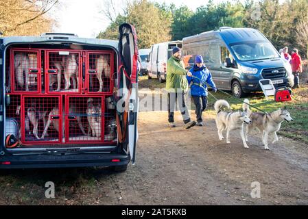 Zwei Besitzer gehen ihre Hunde an Transportern vorbei, die mit Husky-Hunden gefüllt sind. Sie sind bei einem Renntreffen für Siberian Huskies in Thetford Forest, Suffolk. Die Hunde kümmern sich nicht um den engen Raum in den Transportern. Stockfoto