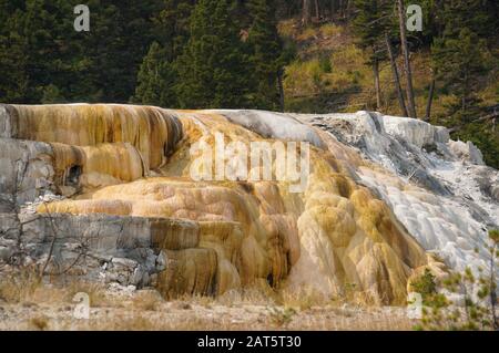 Ein thermischer Wasserfall und seine Entstehung inmitten eines Waldes in Mammoth Hot Springs Stockfoto