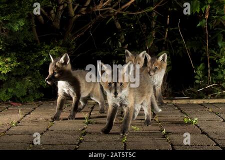 Nahaufnahme von wilden UK Rotfuchs Jungen (Vulpes vulpes) isoliert draußen in der Nacht im Garten im Rampenlicht gefangen. Niedliche Babyfüchse; urbane Tierwelt. Stockfoto