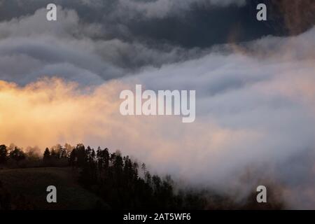 Bergkiefern (Pinus uncinata) in Nebel in der Dämmerung. Cadi-Moixero-Naturpark. Katalonien. Spanien. Stockfoto