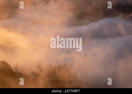 Bergkiefern (Pinus uncinata) in Nebel in der Dämmerung. Cadi-Moixero-Naturpark. Katalonien. Spanien. Stockfoto