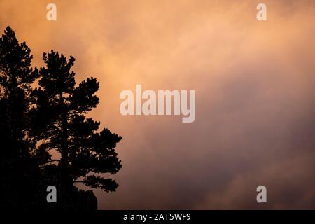 Bergkiefern (Pinus uncinata) in Nebel in der Dämmerung. Cadi-Moixero-Naturpark. Katalonien. Spanien. Stockfoto