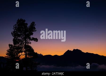 Bergkiefer (Pinus uncinata) Silhouette in der Dämmerung mit Pedraforca Spitze im Hintergrund. Cadi-Moixero-Naturpark. Katalonien. Spanien. Stockfoto