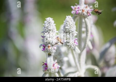 Honigbienen sammeln Nektar und Pollen von Stachys byzantina, Lammflaumen, wolligen Hecken, Stachys lanata, olympica flauschigen weißen Pflanzen mit purpurem f Stockfoto