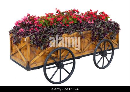 Isoliert. Bunte Blumen auf Rollwagen oder Karre Holz im Garten auf weißem Grund Stockfoto