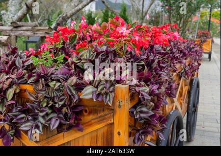 Bunte Blumen auf dem Rollwagen oder Wagen aus Holz im Garten Stockfoto