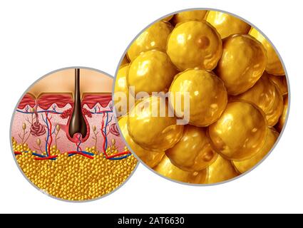 Fettanatomiediagramm Adipocyte- oder Lipozytenkonzept mit Querschnitt des menschlichen Körperoberflächenorgans als Gesundheitspflege und medizinisches Symbol. Stockfoto