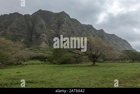 Kaaawa, Oahu, Hawaii, USA. - 11. Januar 2020: Grüne Landschaft mit Wiese und Koa-Baum vor hohen braunen Felsklippen unter grauer Wolkenlandschaft in der Nähe Stockfoto