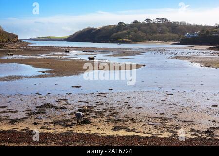 Köchergraben: Gillan Harbour und Creek bei Ebbe, von St. Anthony-in-Meneage mit Blick über Gillan, Cornwall, England, Großbritannien Stockfoto