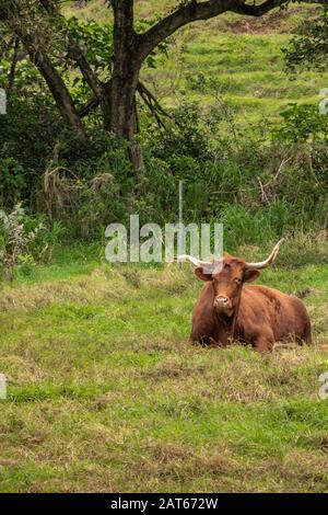 Kaaawa, Oahu, Hawaii, USA. - 11. Januar 2020: Braunes longhorn-rind ruht auf grüner Wiese mit dunklen Baumstämmen im Kualoa-Tal. Stockfoto