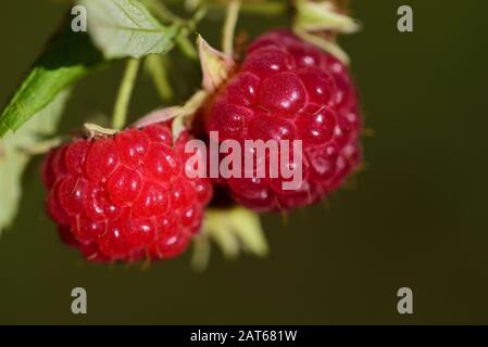 Nahaufnahme von frischen roten reifen und unreifen Himbeeren auf dem Busch im Sommer vor grünem Hintergrund in der Natur Stockfoto