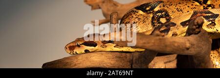 Panoramaaufnahme von Python auf Holzklöschholz isoliert auf Grau Stockfoto