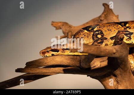 Selektive Fokussierung von Python bei Sonnenschein auf Holzklöschholz isoliert auf Grau Stockfoto