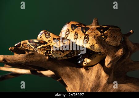 Selektiver Fokus des um Holzklöschholz gedrehten Pythons mit auf Grau isoliertem Sonnenlicht Stockfoto