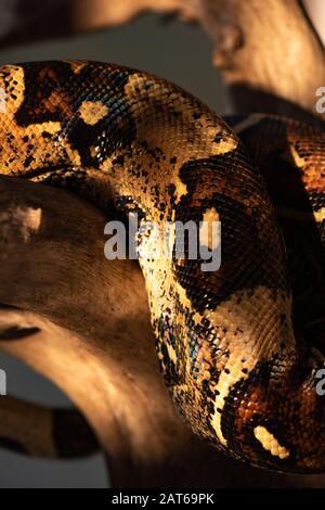 Selektiver Fokus des Sonnenlichts auf Python-Schlangenhaut und Holzklotze auf Grau isoliert Stockfoto