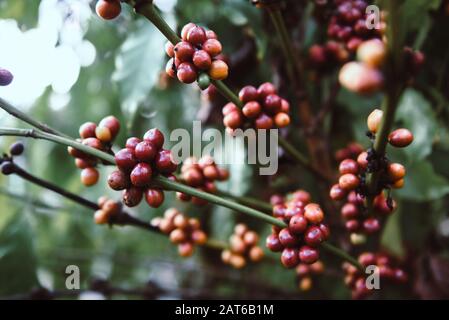 Frische Kaffeebohne auf dem Kaffeebaum - Arabica-Kaffeebeeren Landwirtschaft auf Ast mit dunklem Hintergrund Stockfoto