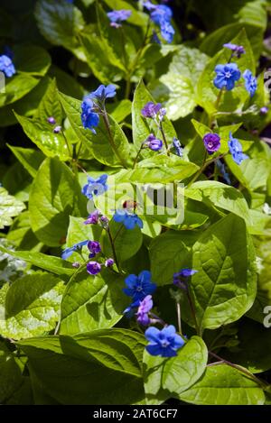 Ladybug streift auf grünen Blättern der blühenden Omphalodes Verna Plant - Blauäugige Maria oder Schleichender Navelwort Stockfoto