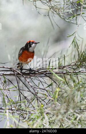 Ein männliches Krimson chattet auf einem Wüstensalzbusch in der Nähe von Alice Springs im Northern Territory Stockfoto