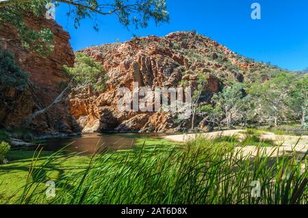 Ellery Gorge Escarpment Wasserloch mit Vordergrund-Schilf und üppiger Wüstenoasen-Vegetation außerhalb von Alice Springs im Northern Territory. Stockfoto