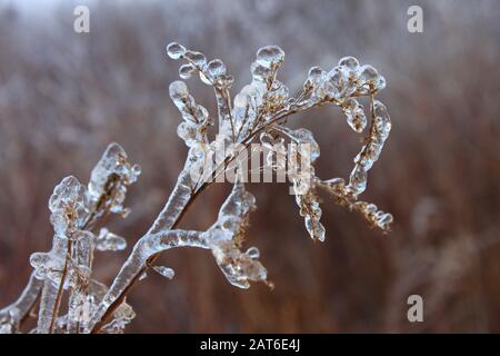 Eisbeschichtung, Chezzetcook Area, Nova Scotia. Stockfoto