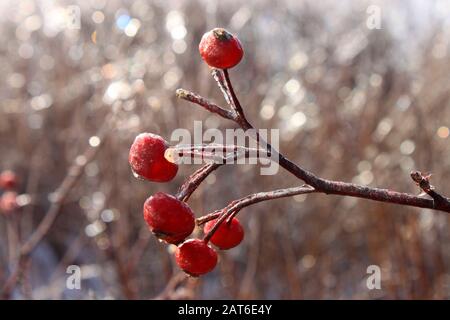 Eisbeschichtung, Chezzetcook Area, Nova Scotia. Stockfoto