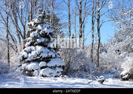 Schneeszene im East Chezzetcook Nova Scotia. Stockfoto