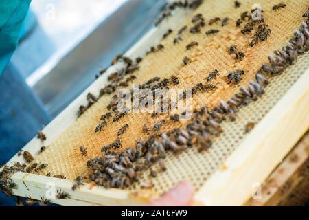 Rahmen eines Bienenstocks. Belebte Bienen in der Hive mit offenen und versiegelten Zellen für süßen Honig. Bienenhonig sammelte Wabe. Nahaufnahme von Bienen auf Wabe in Stockfoto