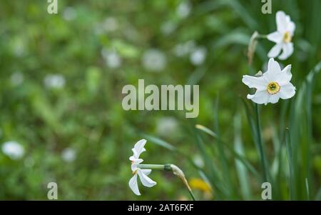 Weiße Blumen von Narzissen, Narzissen und jonquil im Garten vor dem Hintergrund von grünem Gras. Stockfoto