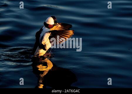 Bufflehead drake flattern Flügel in goldenem Spätnachmittaglicht Stockfoto