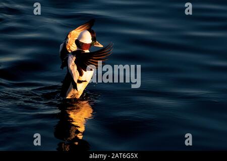 Bufflehead drake flattern Flügel in goldenem Spätnachmittaglicht Stockfoto