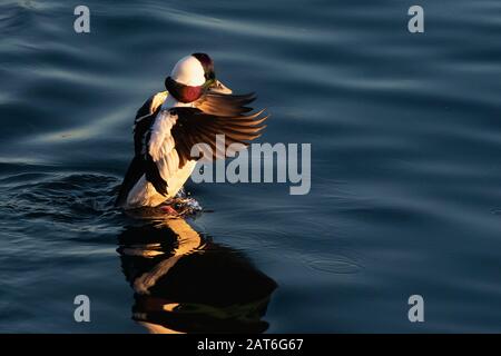 Bufflehead drake flattern Flügel in goldenem Spätnachmittaglicht Stockfoto