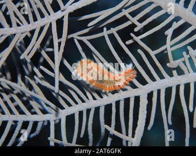 Bärtige Feuerwurm (Hermodice carunculata) OLYMPUS DIGITALKAMERA 100 mm Makroobjektiv Grand Cayman Stockfoto