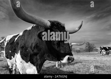 Monochrome Nahaufnahme und Profil von Kopf, Gesicht und Hörnern eines großen, schwarz-weißen Longhorn-Stiers, der in einer Weide mit anderen Rindern in seiner steht Stockfoto