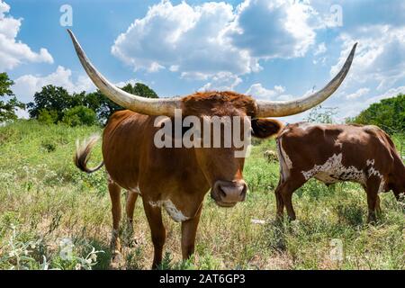 Nahprofil eines braunen Longhorn-Bullen mit lang gebogenen Hörnern, die in einer überwucherten Ranch-Weide mit anderen Rindern dahinter stehen. Stockfoto