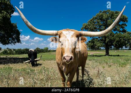 Nahaufnahme einer Tan- oder hellbraunen Longhorn-Kuh mit langen, scharfen, gebogenen Hörnern und einem Ring, dessen Nase in einer Ranch-Weide steht. Stockfoto